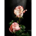 Roses - Vania